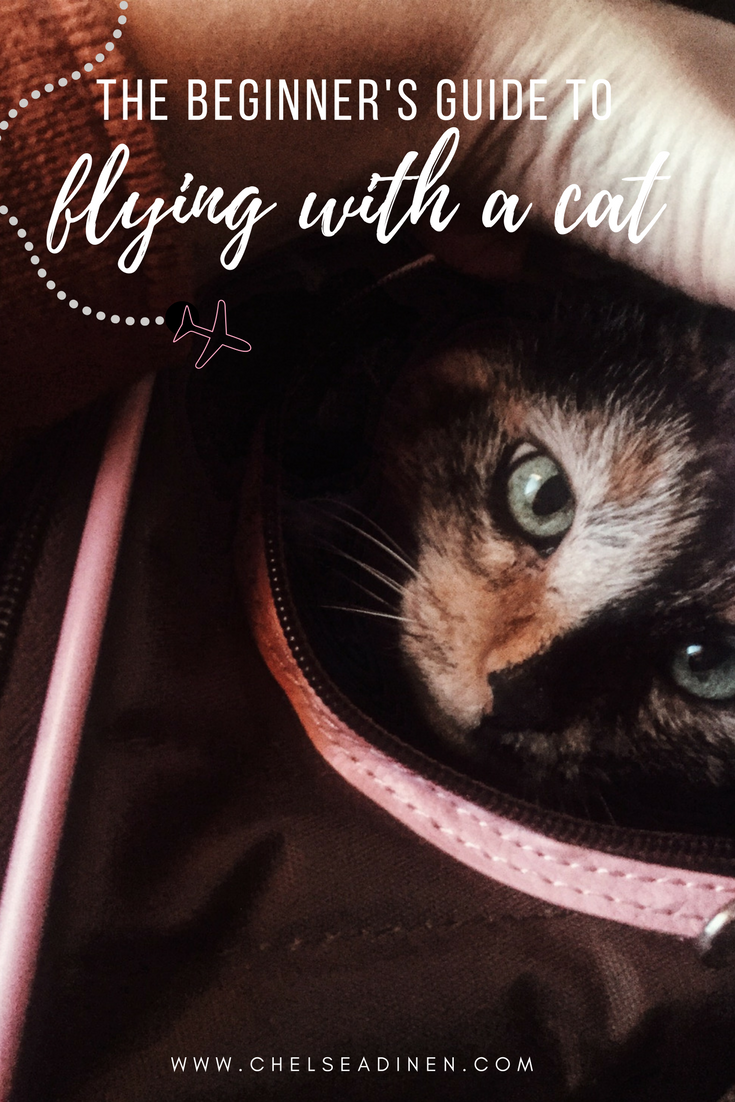 Flying with Your Cat | Pet Travel Tips